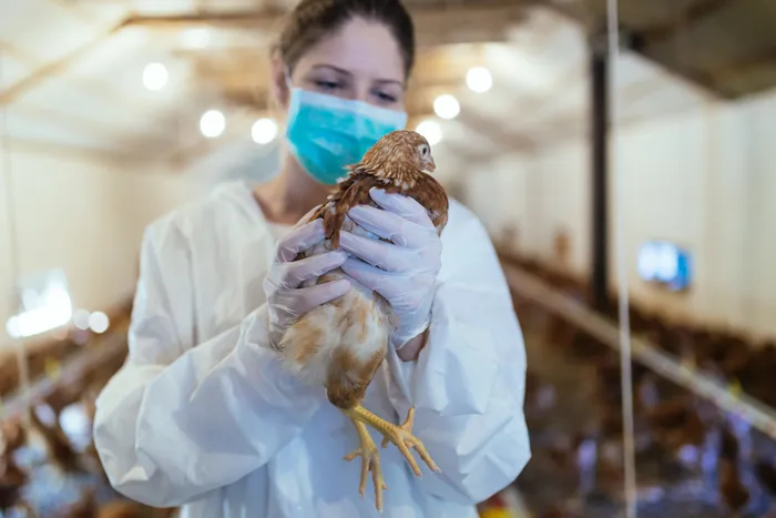 Bird Flu: Symptoms, Causes And Cure